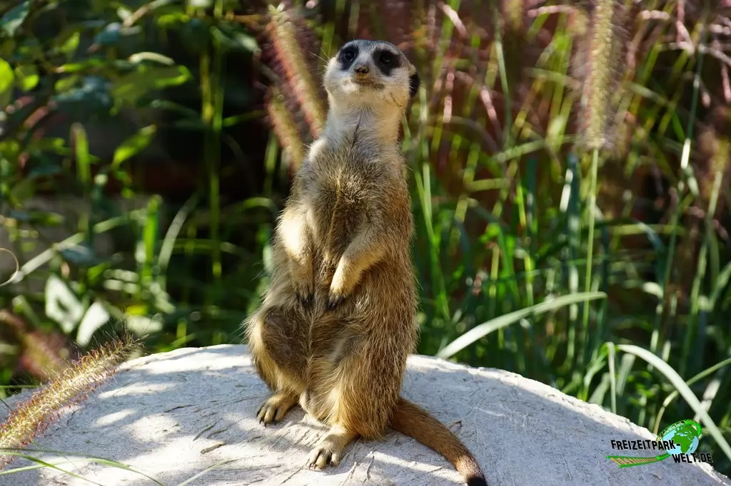 Erdmännchen im Tierpark + Fossilium Bochum - 2016