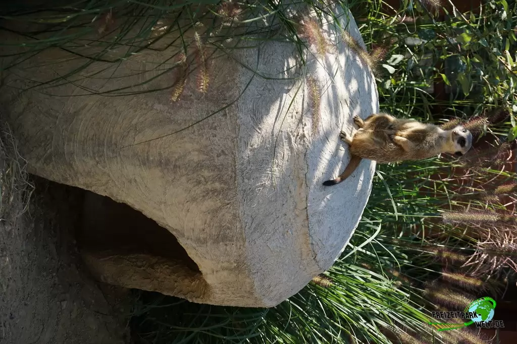 Erdmännchen im Tierpark + Fossilium Bochum - 2016