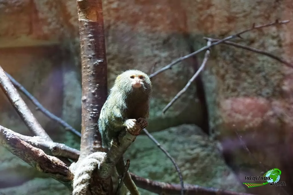 Zwergseidenäffchen im Tierpark + Fossilium Bochum - 2016