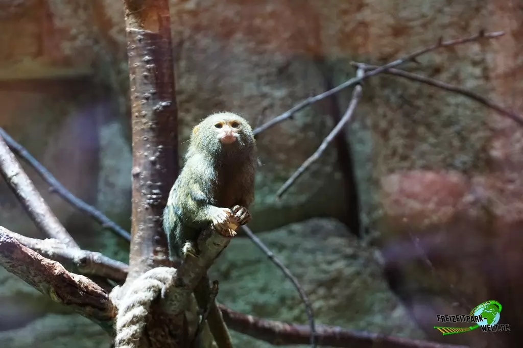Zwergseidenäffchen im Tierpark + Fossilium Bochum - 2016