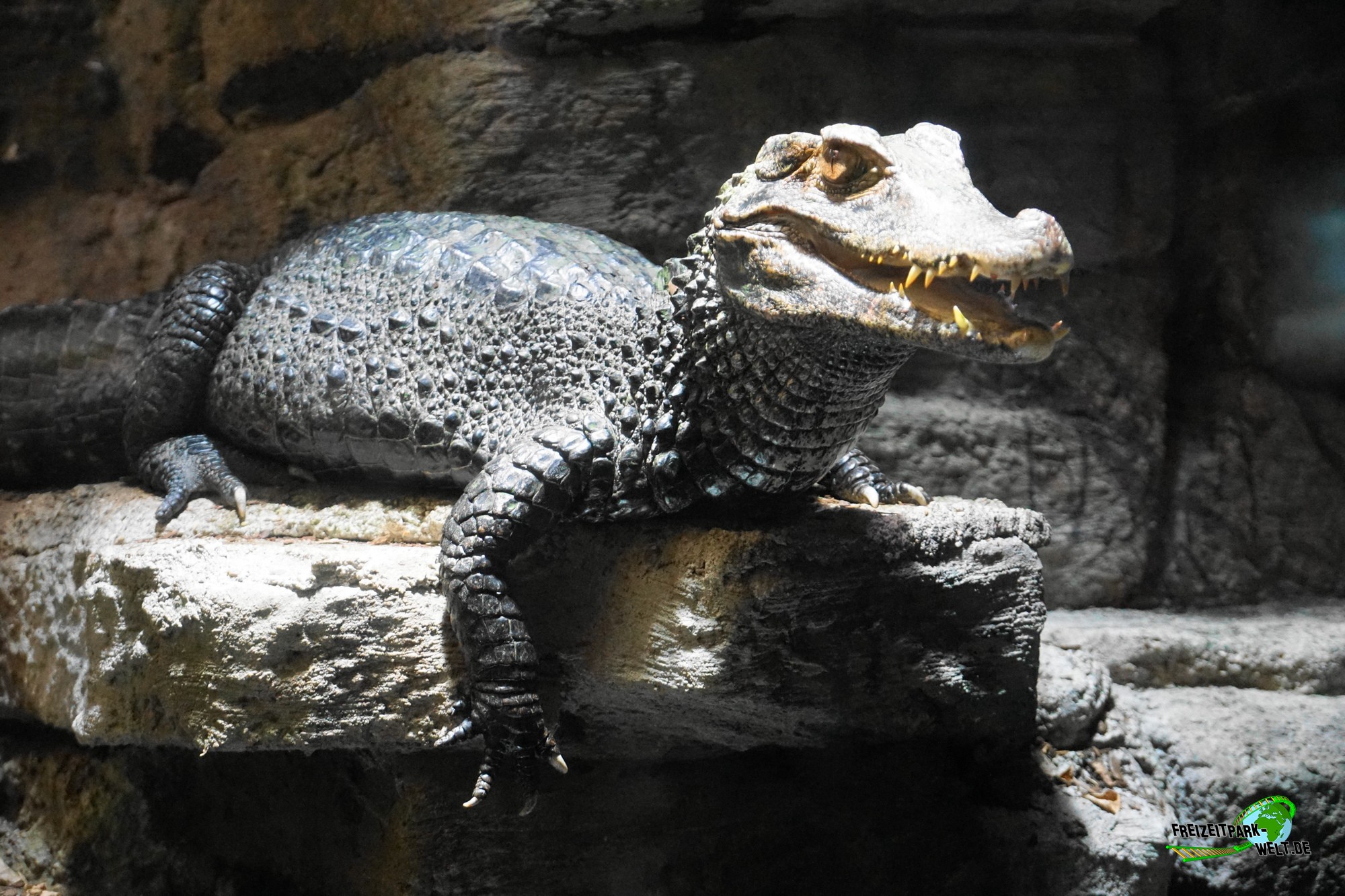 Brauen Glattstirnkaiman Tierpark Fossilium Bochum Freizeitpark 