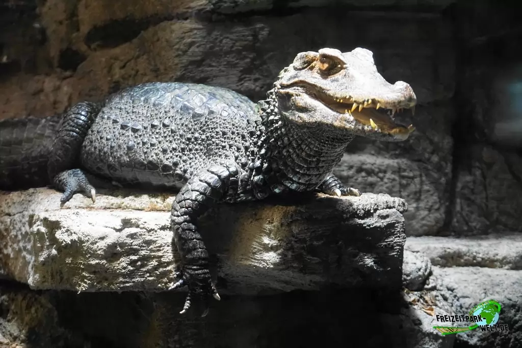 Brauen-Glattstirnkaiman im Tierpark + Fossilium Bochum - 2017