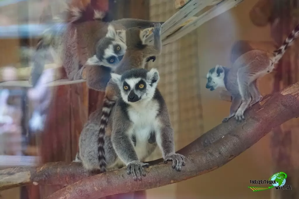 Katta im Tierpark + Fossilium Bochum - 2017