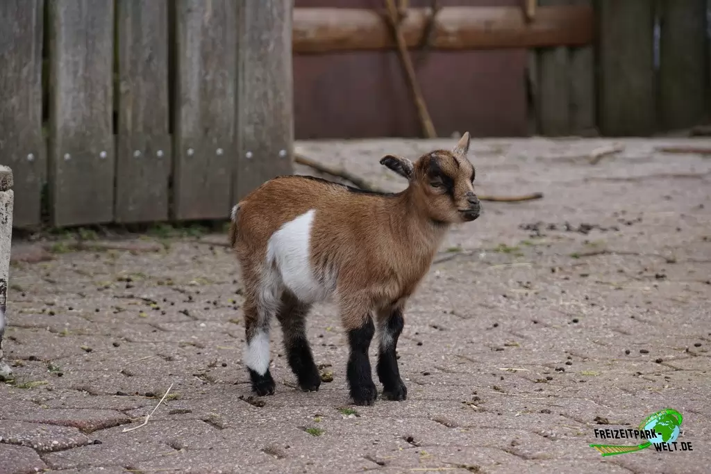 Afrikanische Zwergziege im Tierpark + Fossilium Bochum - 2017