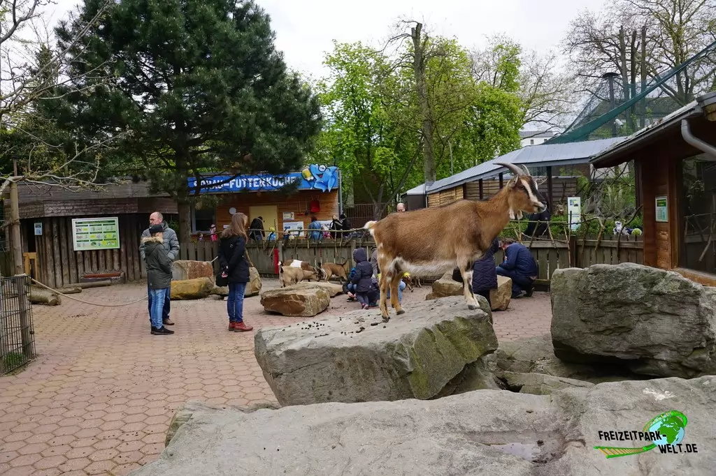 Afrikanische Zwergziege im Tierpark + Fossilium Bochum - 2017