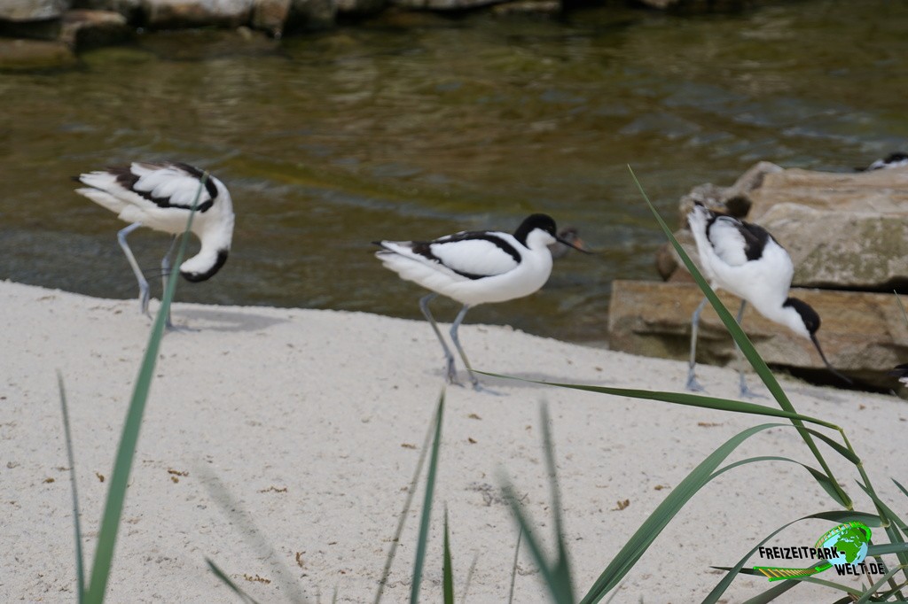 Nordseewelten - Tierpark + Fossilium Bochum