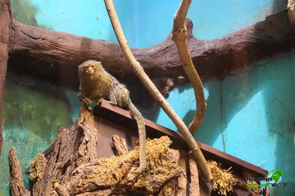 Zwergseidenäffchen im Tierpark + Fossilium Bochum - 2019
