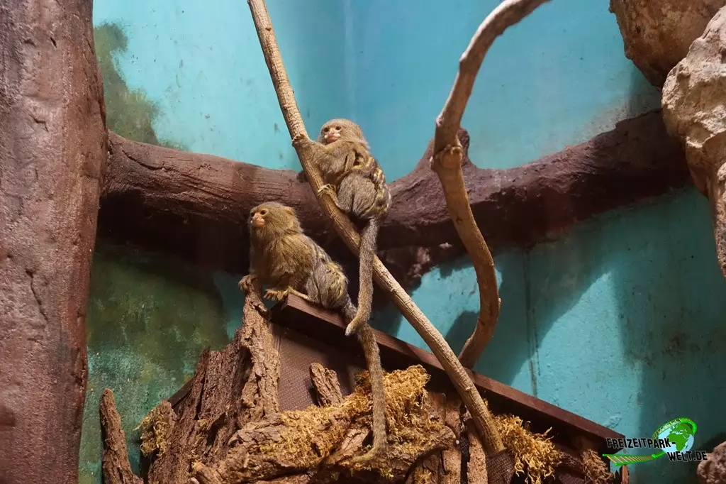 Zwergseidenäffchen im Tierpark + Fossilium Bochum - 2019