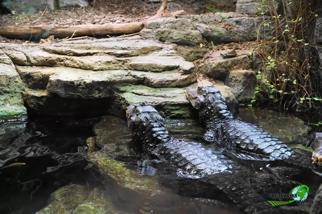 Brauen-Glattstirnkaiman im Tierpark + Fossilium Bochum - 2019