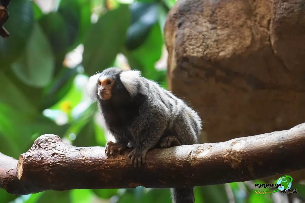 Weißbüschelaffe im Tierpark + Fossilium Bochum - 2019