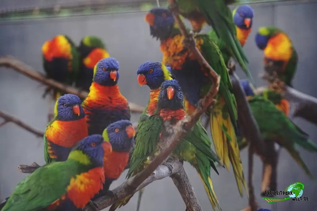 Regenbogenlori im Tierpark + Fossilium Bochum - 2019