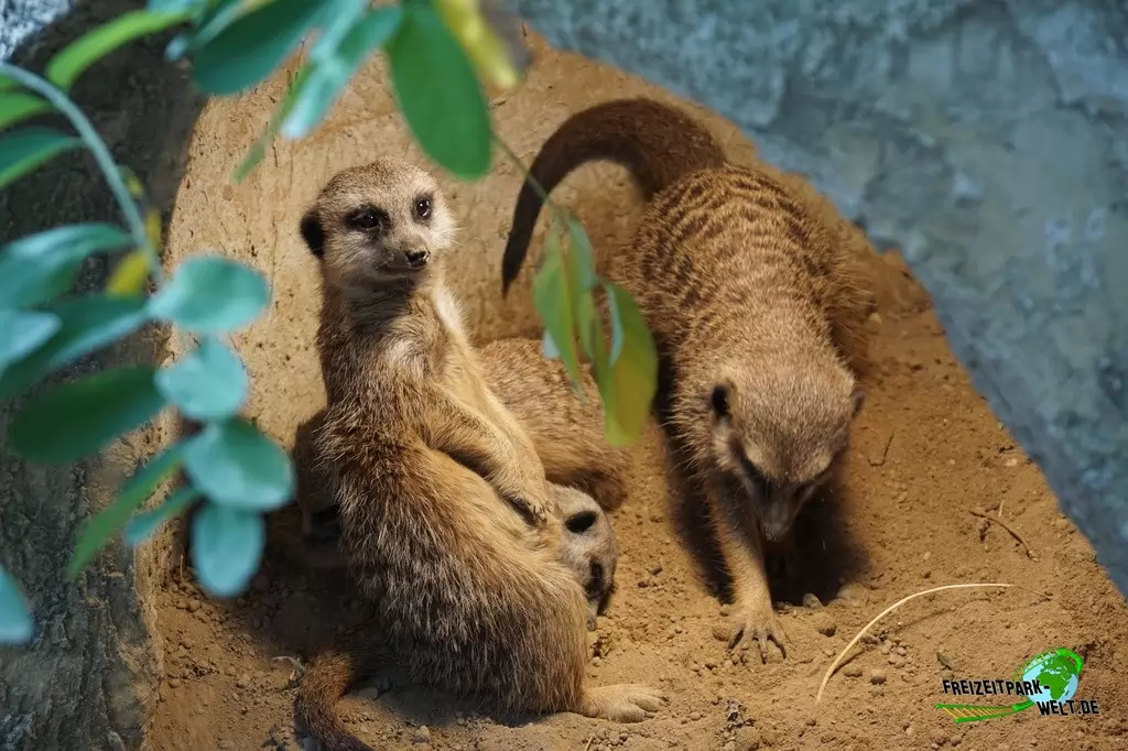 Erdmännchen im Tierpark + Fossilium Bochum - 2019