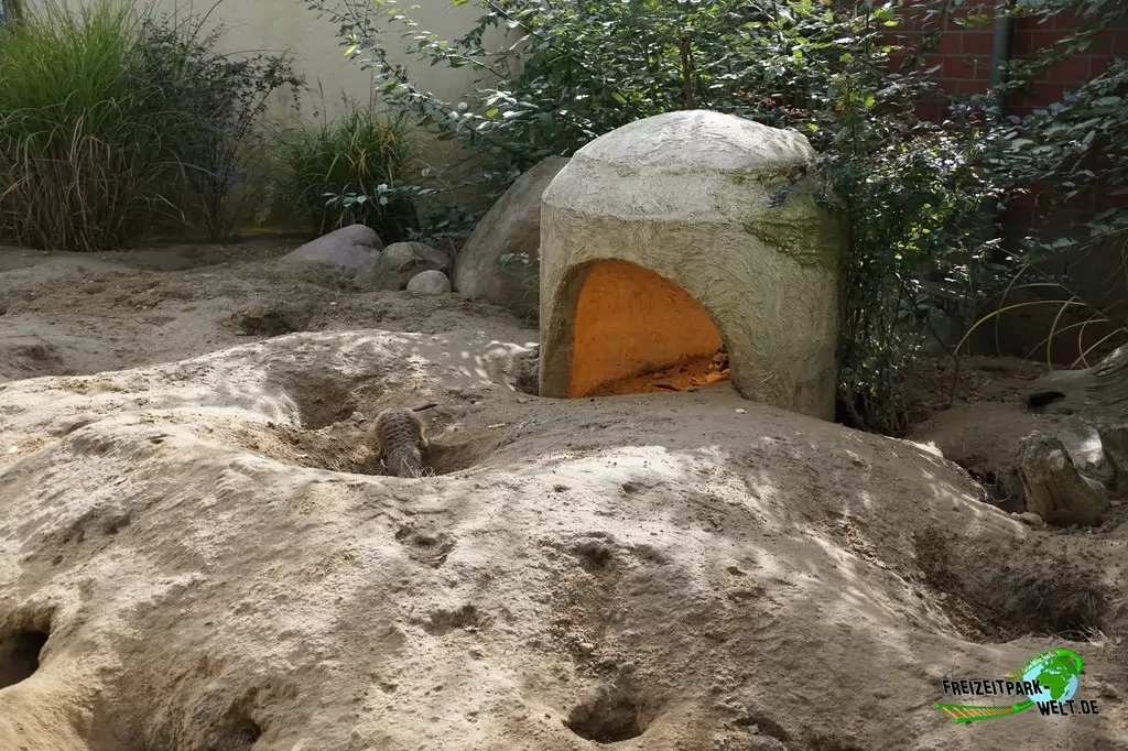 Erdmännchen im Tierpark + Fossilium Bochum - 2019