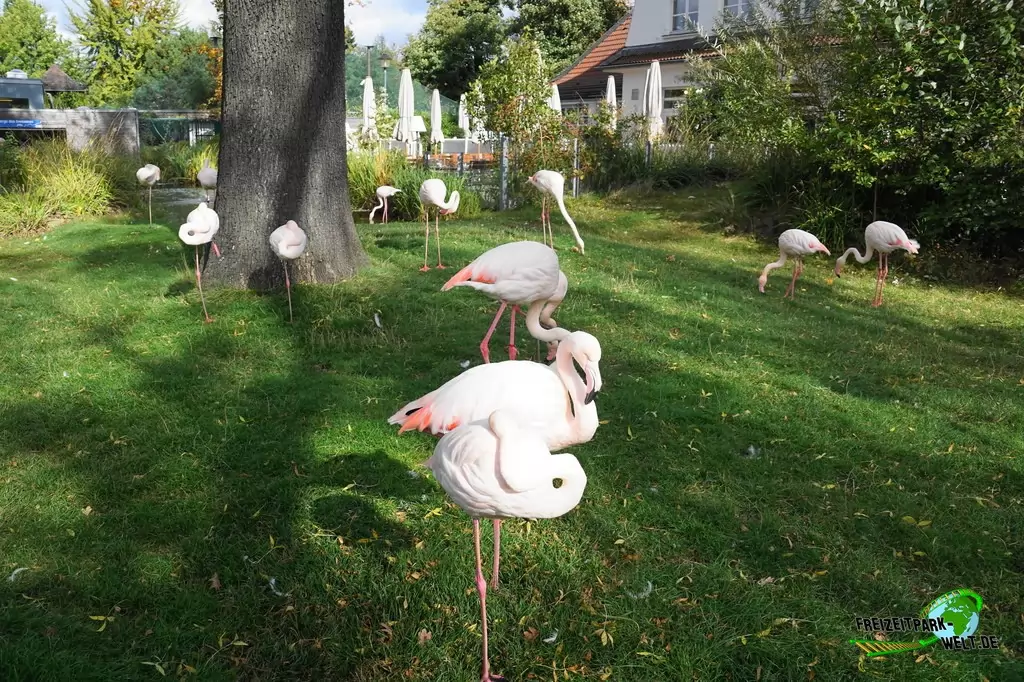 Rosaflamingo im Tierpark + Fossilium Bochum - 2019