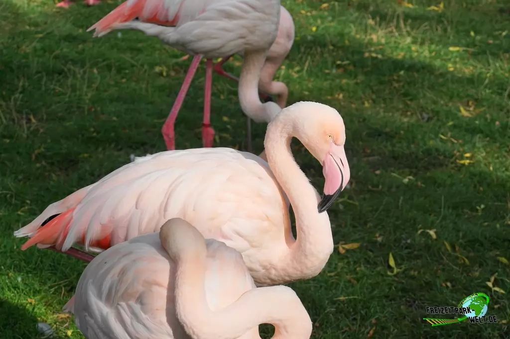 Rosaflamingo im Tierpark + Fossilium Bochum - 2019