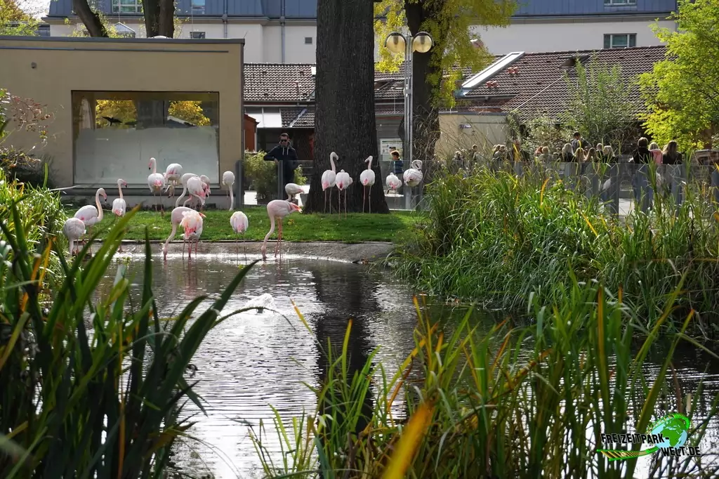 Rosaflamingo im Tierpark + Fossilium Bochum - 2019