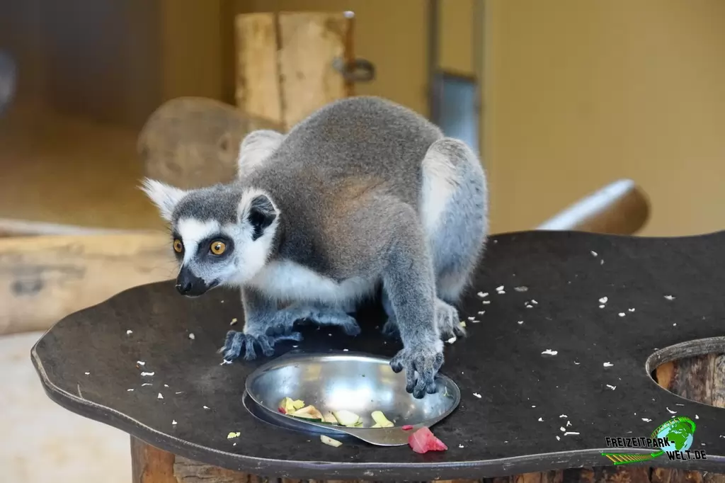 Katta im Tierpark + Fossilium Bochum - 2019