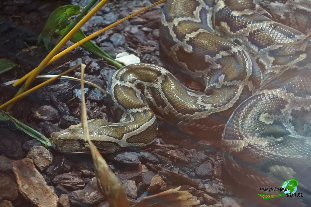 Tigerpython im Tierpark + Fossilium Bochum - 2019