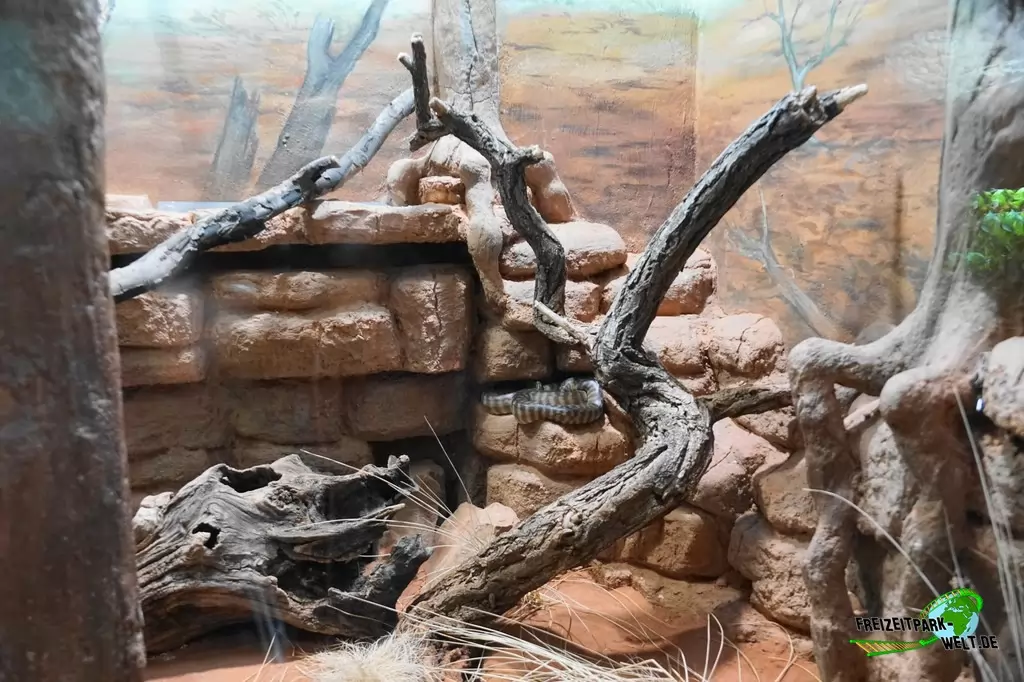 Woma-Python im Tierpark + Fossilium Bochum - 2019