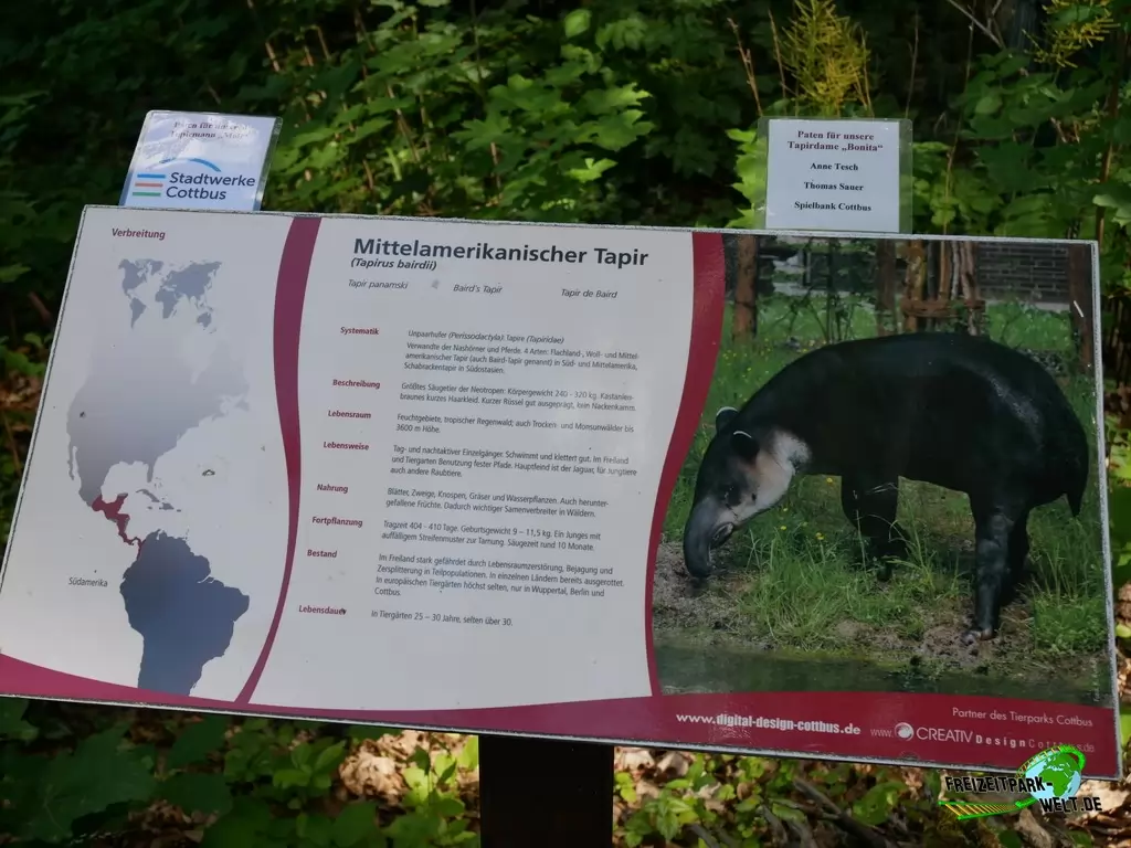 Flachlandtapir im Tierpark Cottbus - 2020