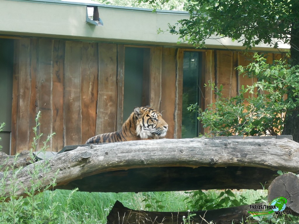 Sumatra Tiger im Tierpark Cottbus - 2020