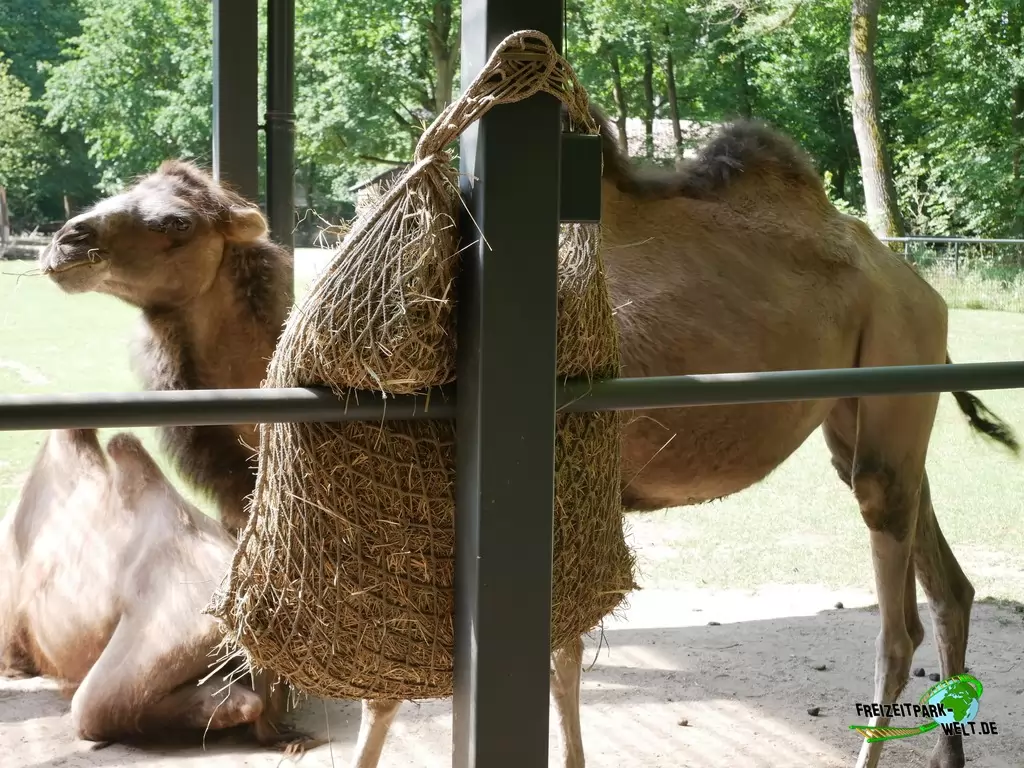 Trampeltier im Tierpark Cottbus - 2020