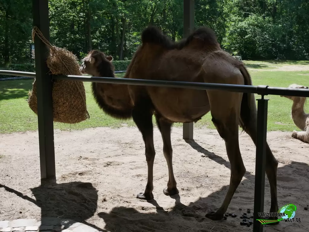 Trampeltier im Tierpark Cottbus - 2020