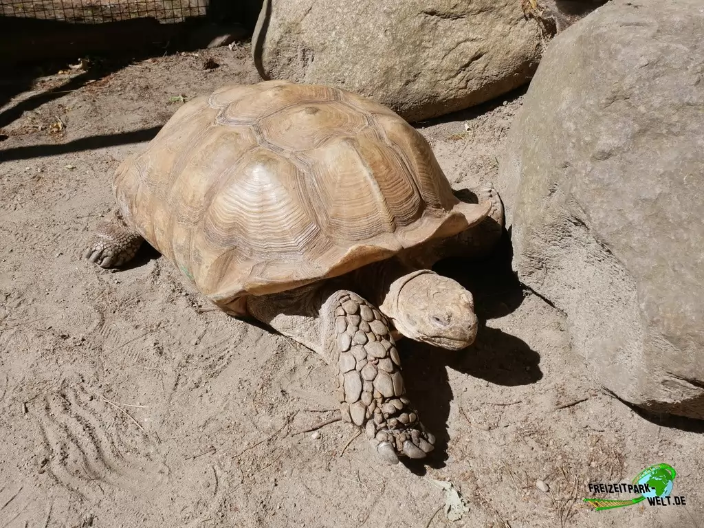Spornschildkröte im Tierpark Cottbus - 2020