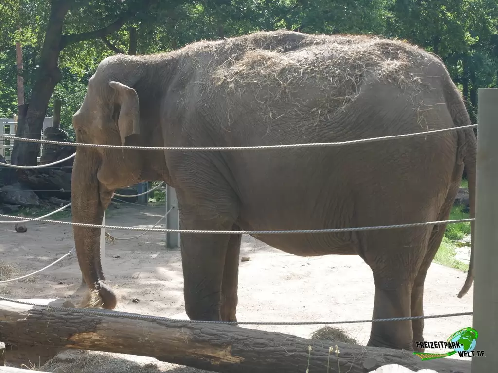 Indischer Elefant im Tierpark Cottbus - 2020