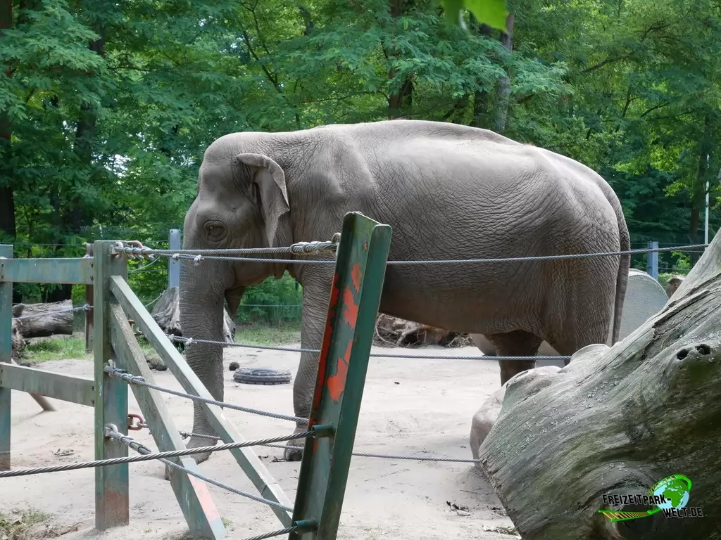 Indischer Elefant im Tierpark Cottbus - 2020