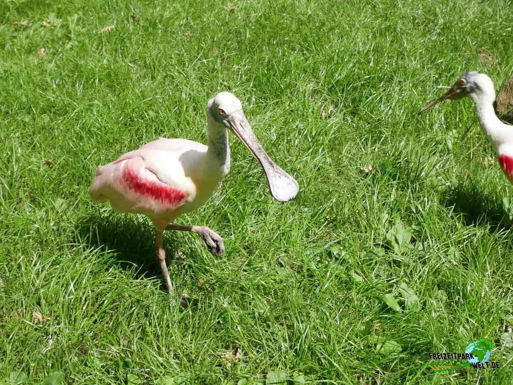 Rosalöffler im Tierpark Cottbus - 2020