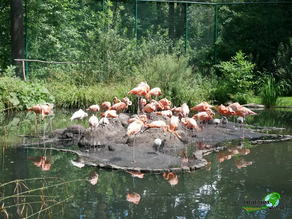 Chile-Flamingo im Tierpark Cottbus - 2020