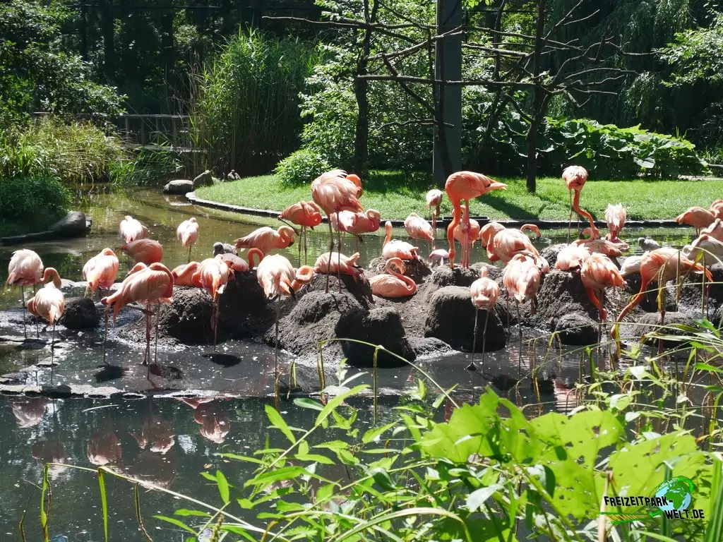 Chile-Flamingo im Tierpark Cottbus - 2020