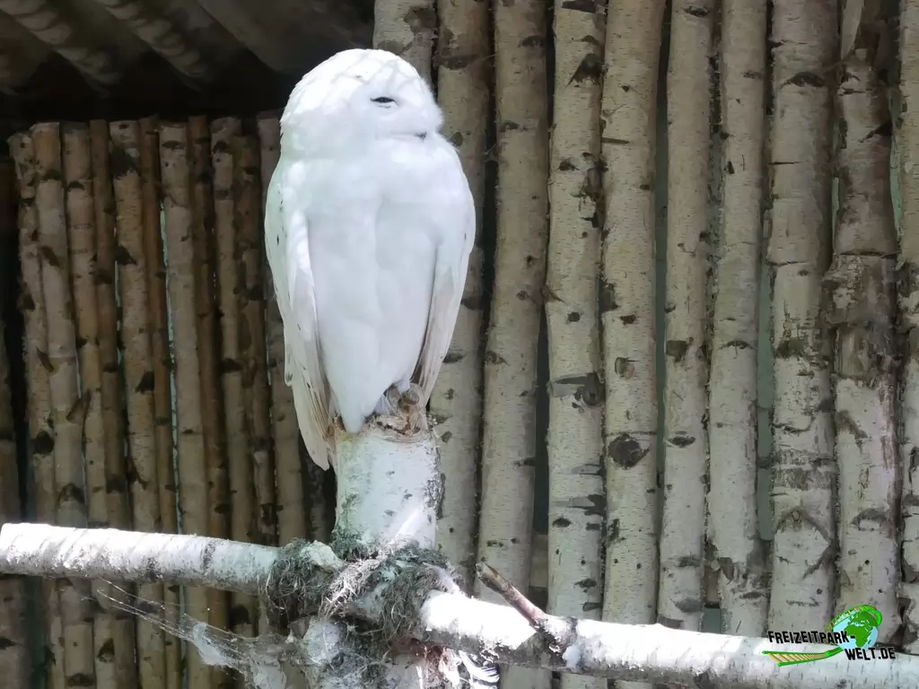 Schneeeule im Tierpark Cottbus - 2020