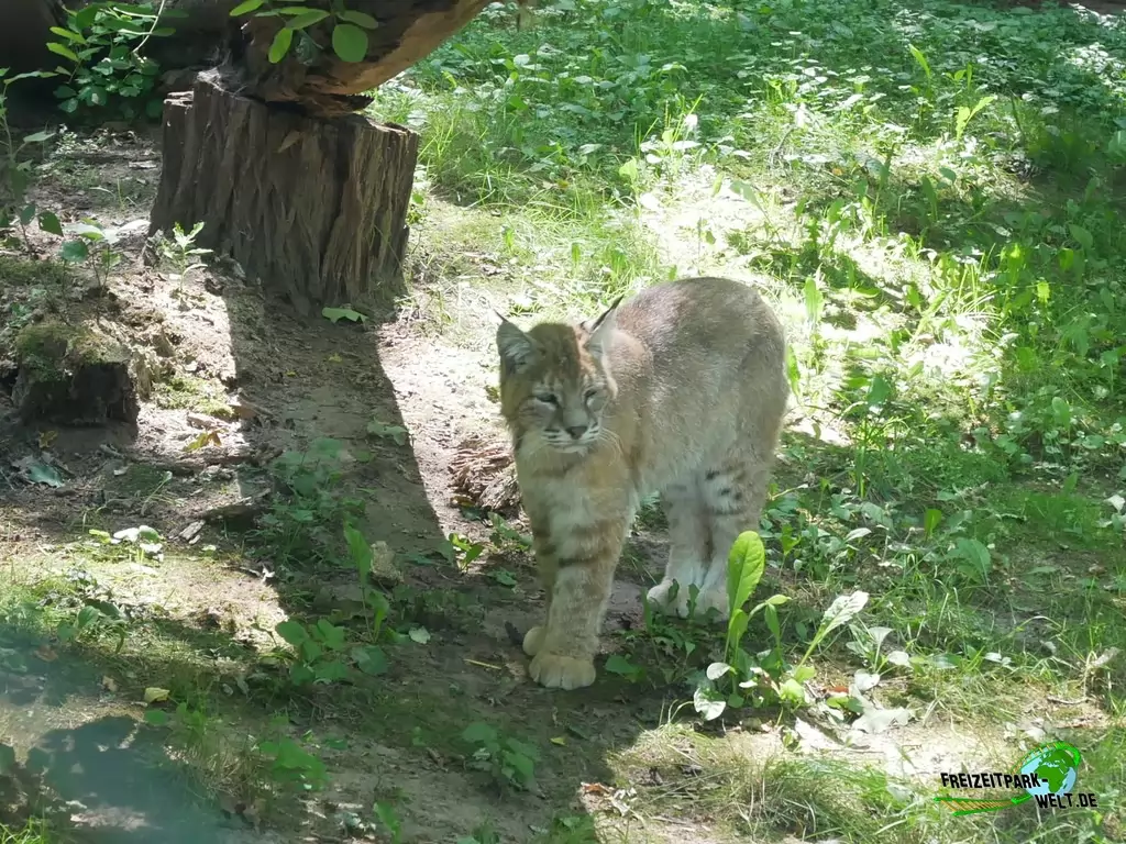Luchs im Tierpark Cottbus - 2020