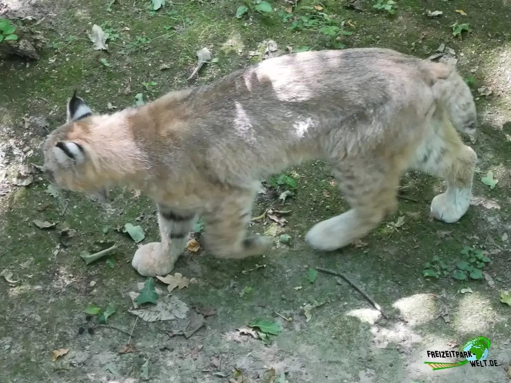 Luchs im Tierpark Cottbus - 2020
