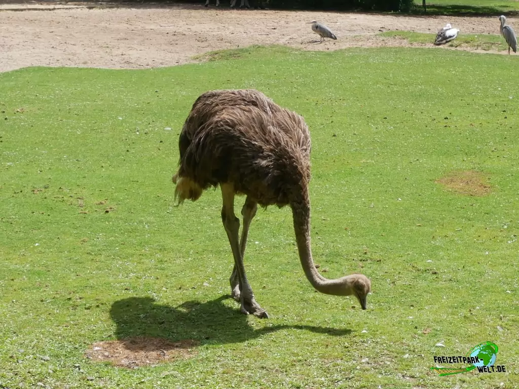 Nandu im Tierpark Cottbus - 2020