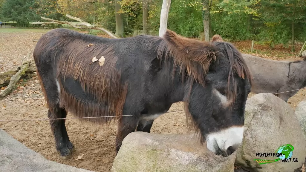 Hausesel im Tierpark Essehof - 2018