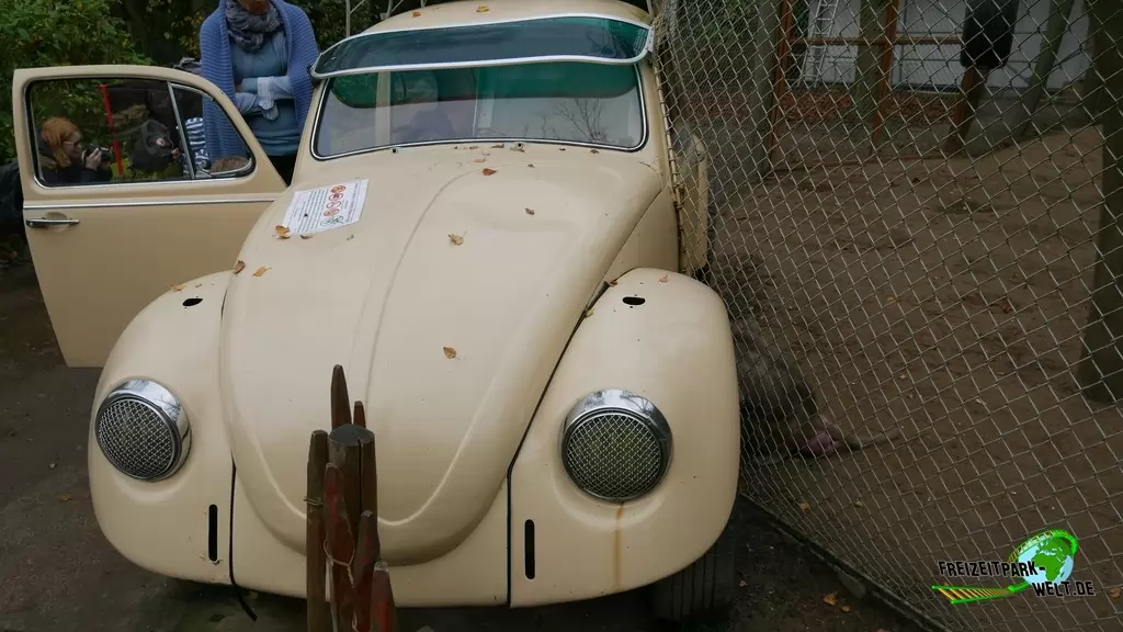 Paviane im Tierpark Essehof - 2018