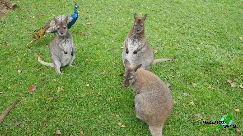 Känguru im Tierpark Essehof - 2018