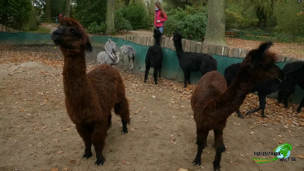 Alpaka im Tierpark Essehof - 2018