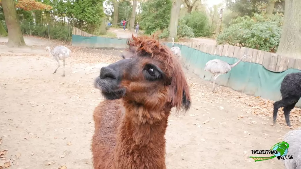 Alpaka im Tierpark Essehof - 2018