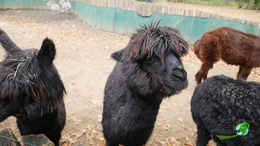 Alpaka im Tierpark Essehof - 2018