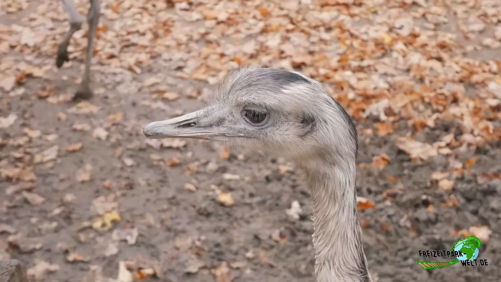 Strauße im Tierpark Essehof - 2018