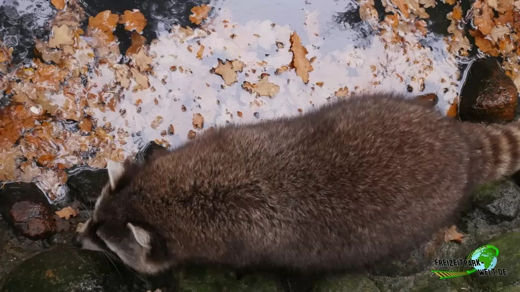 Waschbär im Tierpark Essehof - 2018
