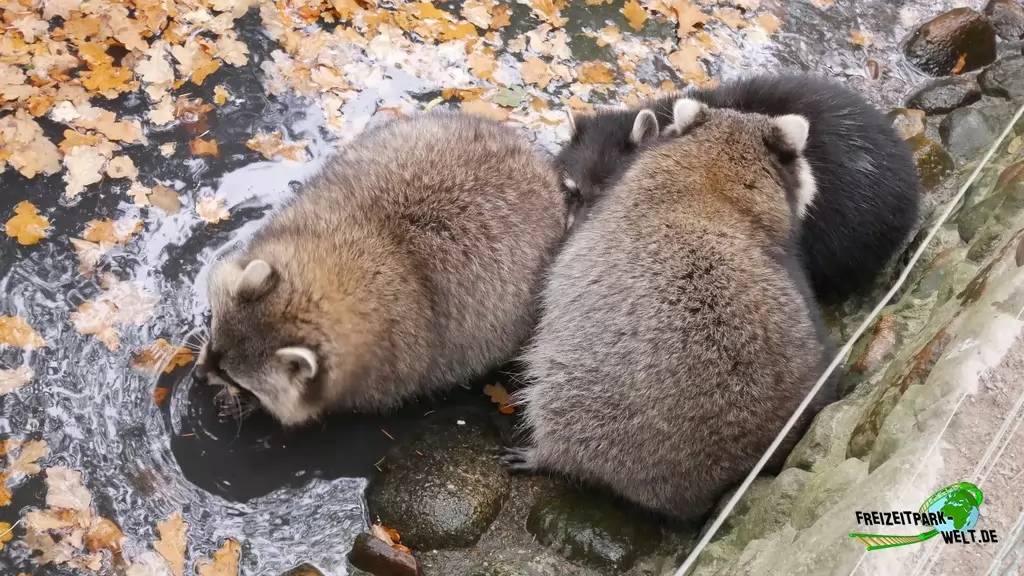 Waschbär im Tierpark Essehof - 2018