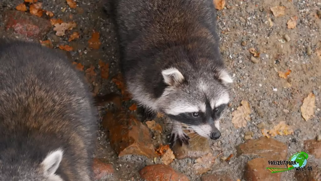 Waschbär im Tierpark Essehof - 2018