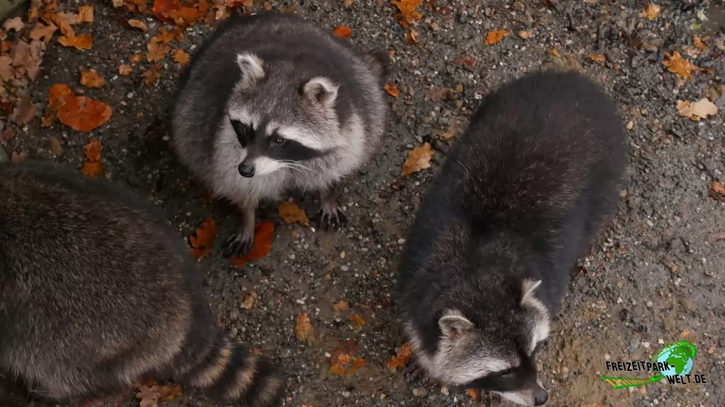 Waschbär im Tierpark Essehof - 2018