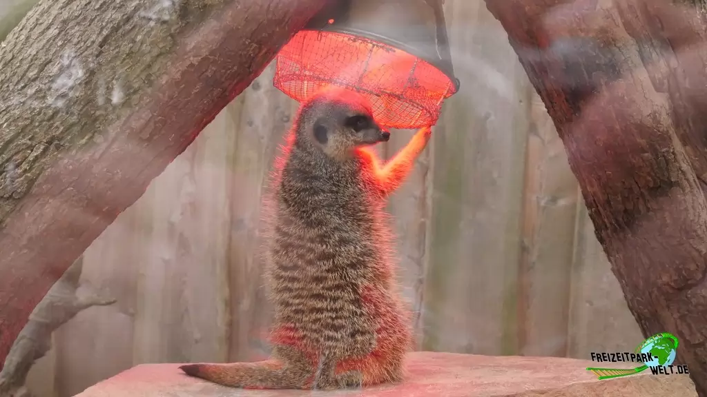 Erdmännchen im Tierpark Essehof - 2018
