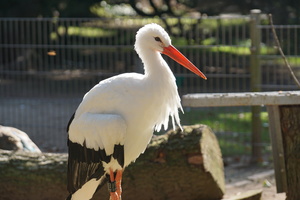 Teaserfoto Tierpark Fauna